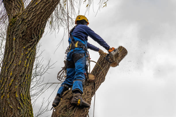 How Our Tree Care Process Works  in  Crestwood Village, NJ